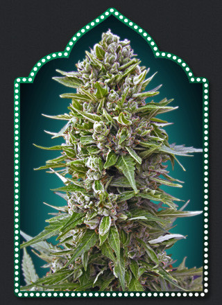 Northern lights autoflowering seeds