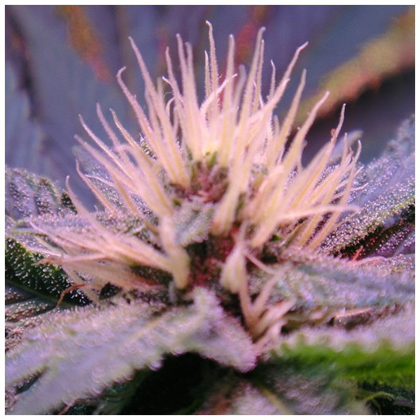 Blue Mystic AutoFlowering seeds