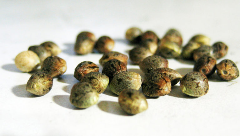autoflowering seeds