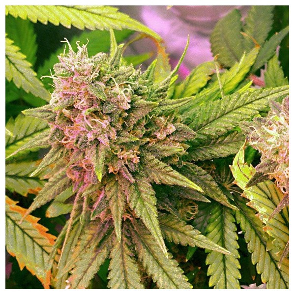 Bubblelicious Autoflowering cannabis seeds