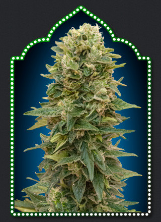 Afghan Mass Autoflowering weed seeds
